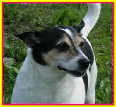 Lola, Jack Russell Terrier