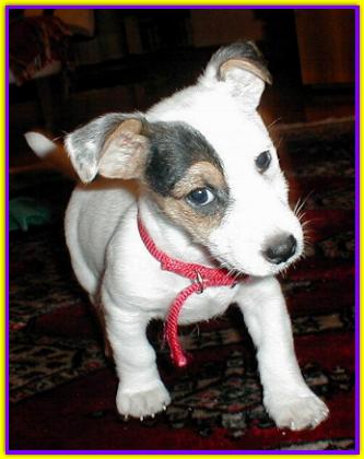 Lord Nelson, Jack Russell Friends