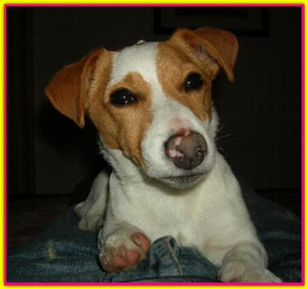 Lory, Jack Russell Terrier
