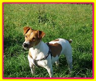Luce, Jack Russell Terrier