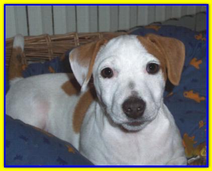 Lucky, Jack Russell Terrier