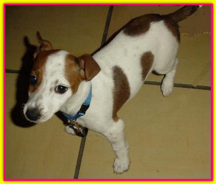 Lucy, Jack Russell Terrier