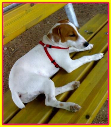 Luna, Jack Russell Terrier