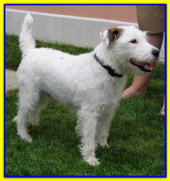 Macchia, Parson Jack Russell Terrier