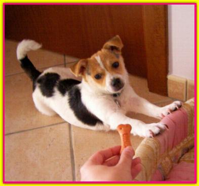 Maggy, Jack Russell Terrier