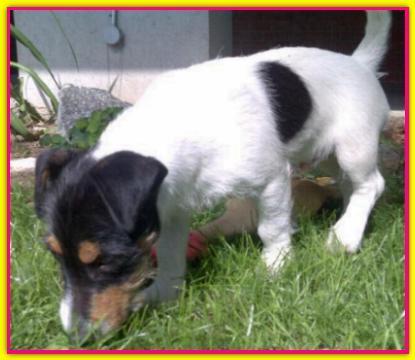 Martin, Jack Russell Terrier