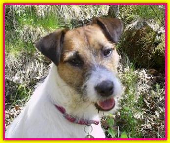Martina, Jack Russell Terrier