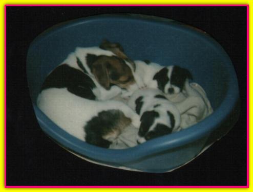 Matilda, Jack Russell Terrier