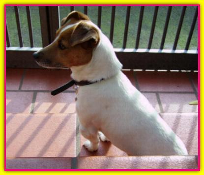 Matilde, Jack Russell Terrier