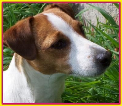 Matilde, Jack Russell Terrier