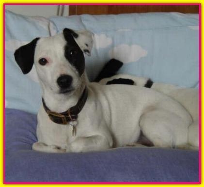 Matilde, Jack Russell Terrier