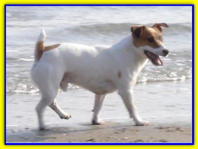 Matisse, Jack Russell Terrier