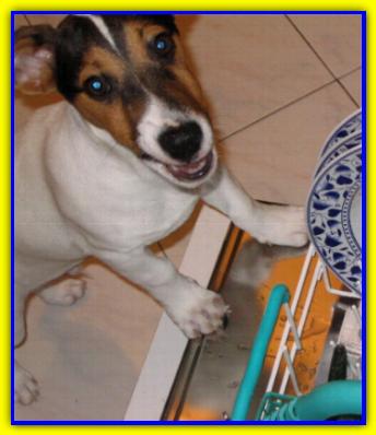 Mattley, Jack Russell Terrier