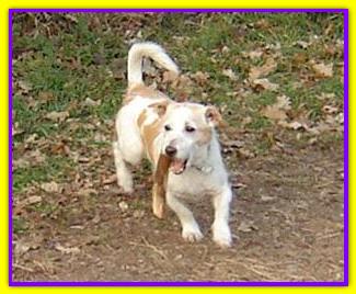 Max, Jack Russell