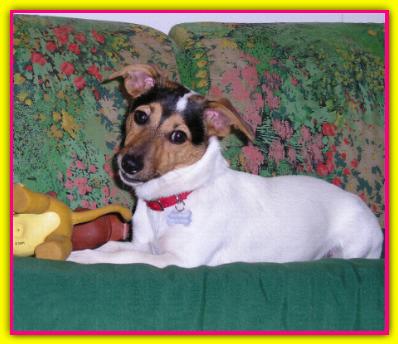 Maya, Jack Russell Terrier