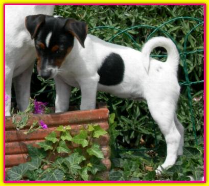 Melinda, Jack Russell Terrier