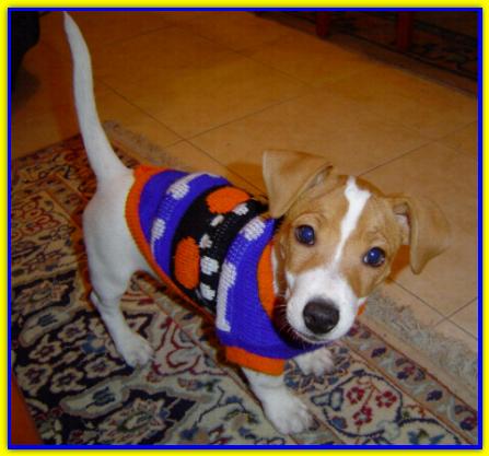 Merlino. Jack Russell Terrier