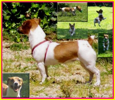 Mia, Jack Russell