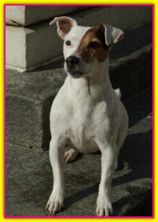 Mila, Jack Russell Terrier