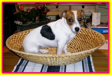 Mila Limelight, Jack Russell Terrier