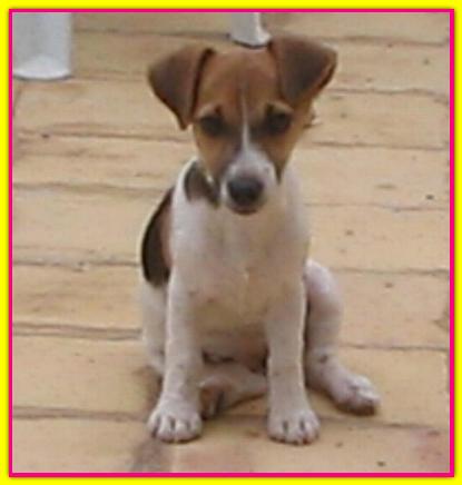 Mila R, Jack Russell Terrier