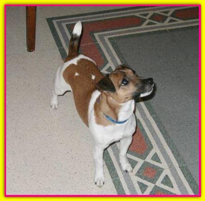 Milla, Jack Russell Terrier