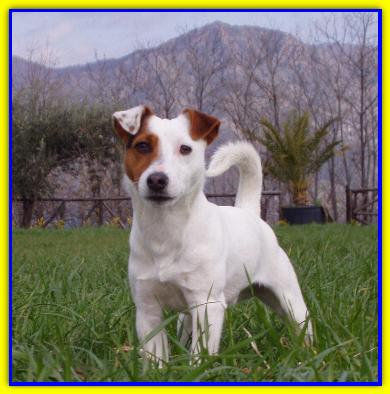 Milo, Jack Russell Terrier