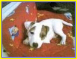 Milo, Jack Russell Terrier