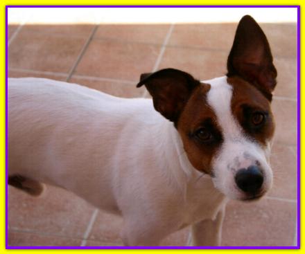 Milo Rambaldi, Jack Russell Terrier