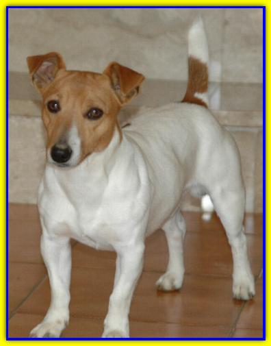Milo, Jack Russell Terrier