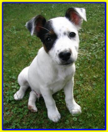 Milomilo, Jack Russell Terrier