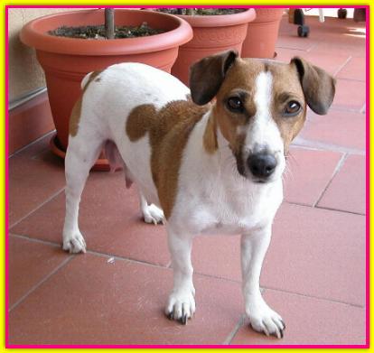 Minnie, Jack Russell Terrier