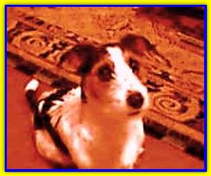 Mir�, Jack Russell Terrier