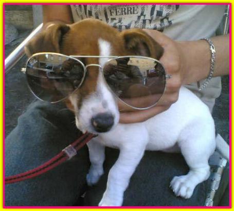 Miss Mimi, Jack Russell Terrier