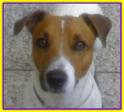 Mos�, Jack Russell Terrier