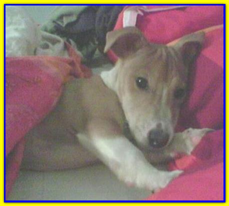 Mr. Sisma, Jack Russell Friends