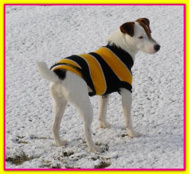 Nan�, Jack Russell Terrier