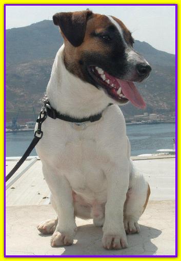 Ned, Jack Russell