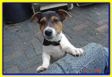 Neo, Jack Russell Terrier