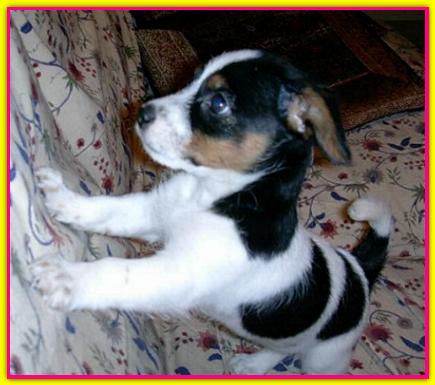 Nina, Jack Russell Terrier