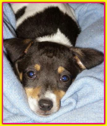 Nina, Jack Russell Terrier