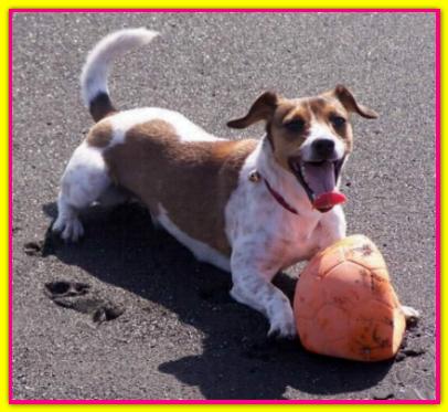 Nina, Jack Russell Terrier