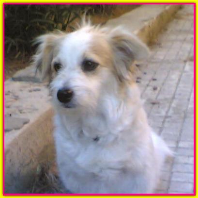 Nuvolina, Jack Russell Terrier