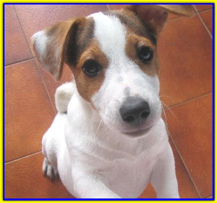 Ody, Jack Russell Terrier