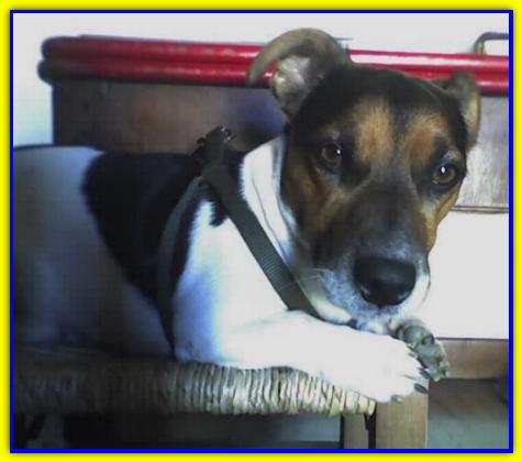Oliver, Jack Russell Terrier