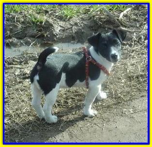 Oliver, Jack Russell Terrier
