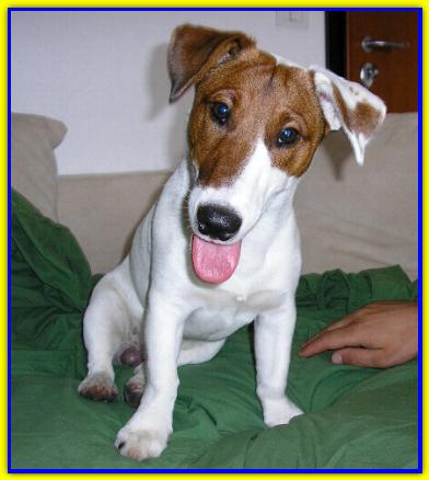 Oliver, Jack Russell Terrier