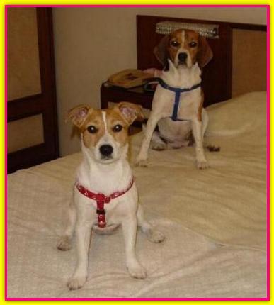 Olivia, Jack Russell Terrier