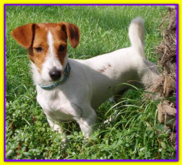 Orathio, Jack Russell
