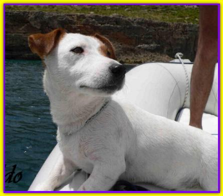 Orzo, Jack Russell Terrier